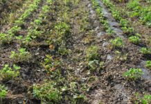 Kwas nonanowy – herbicyd pochodzenia naturalnego, zastosowanie w polu i ogrodzie