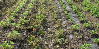 Kwas nonanowy – herbicyd pochodzenia naturalnego, zastosowanie w polu i ogrodzie