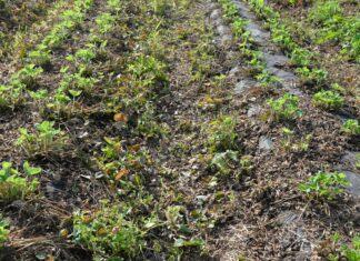 Kwas nonanowy – herbicyd pochodzenia naturalnego, zastosowanie w polu i ogrodzie