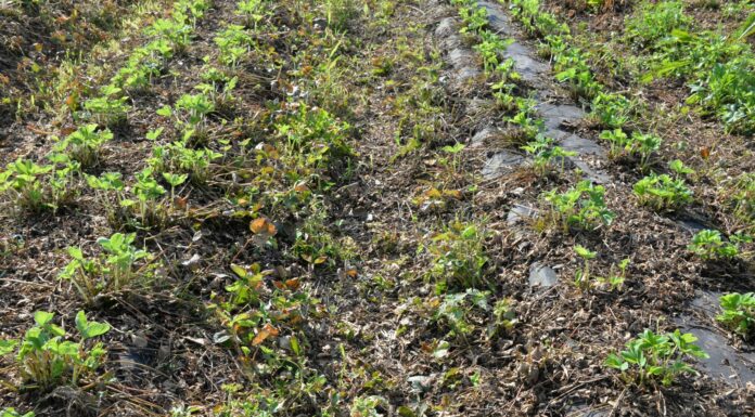 Kwas nonanowy – herbicyd pochodzenia naturalnego, zastosowanie w polu i ogrodzie