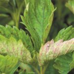 Nowy fungicyd w ochronie truskawek z portfolio Corteva