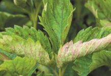 Nowy fungicyd w ochronie truskawek z portfolio Corteva