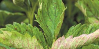 Nowy fungicyd w ochronie truskawek z portfolio Corteva