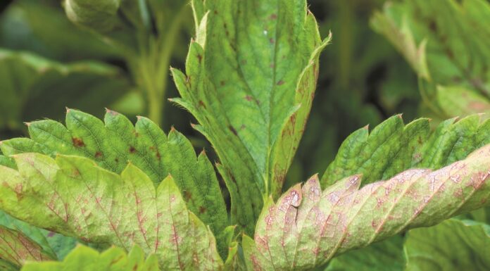 Nowy fungicyd w ochronie truskawek z portfolio Corteva