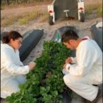 UVC_strawberries