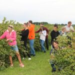 Zbiory aronii podczas Dnia otwartego na plantacji aronii