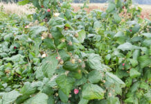 Ceny malin na Ukrainie nadal spadają. Zła informacja dla Polski i Serbi!