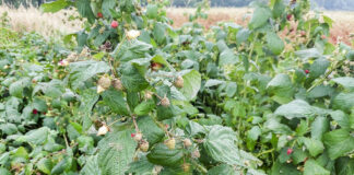 Ceny malin na Ukrainie nadal spadają. Zła informacja dla Polski i Serbi!