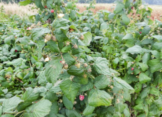 Ceny malin na Ukrainie nadal spadają. Zła informacja dla Polski i Serbi!