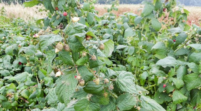 Ceny malin na Ukrainie nadal spadają. Zła informacja dla Polski i Serbi!