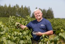 Czarna porzeczka coraz bardziej popularna