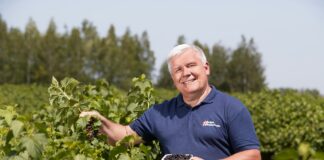 Czarna porzeczka coraz bardziej popularna