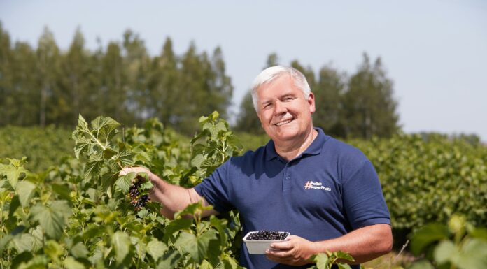 Czarna porzeczka coraz bardziej popularna