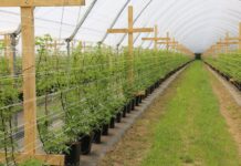 Czy warto rozkładać agrotkaninę w tunelowej uprawie malin?