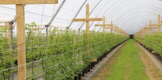 Czy warto rozkładać agrotkaninę w tunelowej uprawie malin?