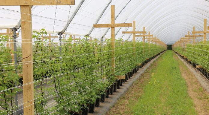 Czy warto rozkładać agrotkaninę w tunelowej uprawie malin?