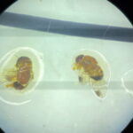 1- Samcedrosophila