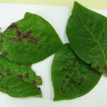 1.img_2855J_7_2021
