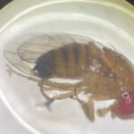 2- Samicadrosophila