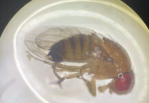 Muszka plamoskrzydła (Drosophila suzuki) – zagrożenie dla plantacji owoców jagodowych