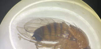 Muszka plamoskrzydła (Drosophila suzuki) – zagrożenie dla plantacji owoców jagodowych