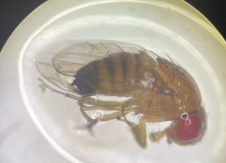 Muszka plamoskrzydła (Drosophila suzuki) – zagrożenie dla plantacji owoców jagodowych