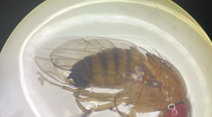 Muszka plamoskrzydła (Drosophila suzuki) – zagrożenie dla plantacji owoców jagodowych