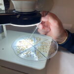 6drosophila