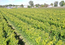 Uprawa malin powtarzających owocowanie z sadzonek long cane – rekomendacje