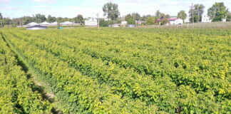 Uprawa malin powtarzających owocowanie z sadzonek long cane – rekomendacje