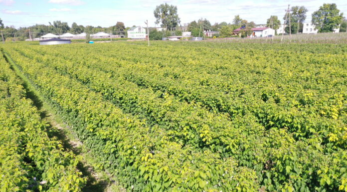 Uprawa malin powtarzających owocowanie z sadzonek long cane – rekomendacje