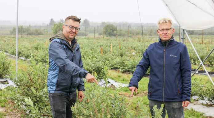 Borówkowe Factory już 10 września 2021. PROGRAM