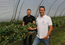 Truskawki powtarzające owocowanie w trakcie zbiorów