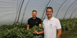 Truskawki powtarzające owocowanie w trakcie zbiorów