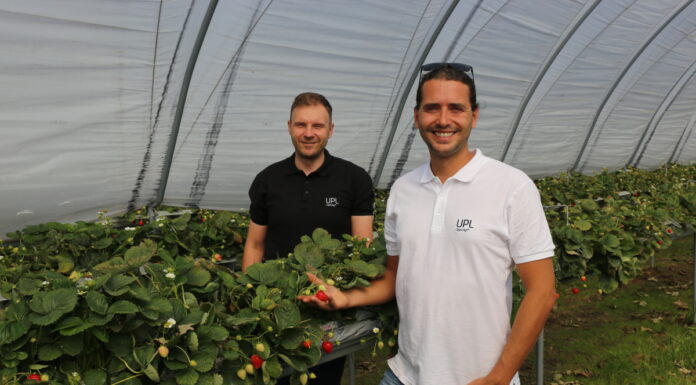 Truskawki powtarzające owocowanie w trakcie zbiorów
