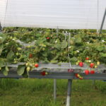 IMG_1560TI_3_Agronom