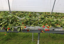 Nawożenie i ochrona truskawek powtarzających owocowanie w czasie owocowania (cz. II)