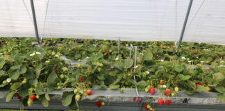 Nawożenie i ochrona truskawek powtarzających owocowanie w czasie owocowania (cz. II)