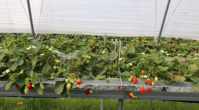 Ochrona truskawek odmian powtarzających owocowanie w czasie zbiorów