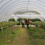 IMG_1564TI_3_Agronom
