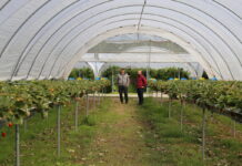 Wspomagają ochronę truskawek przed patogenami