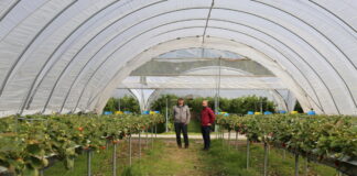 Wspomagają ochronę truskawek przed patogenami