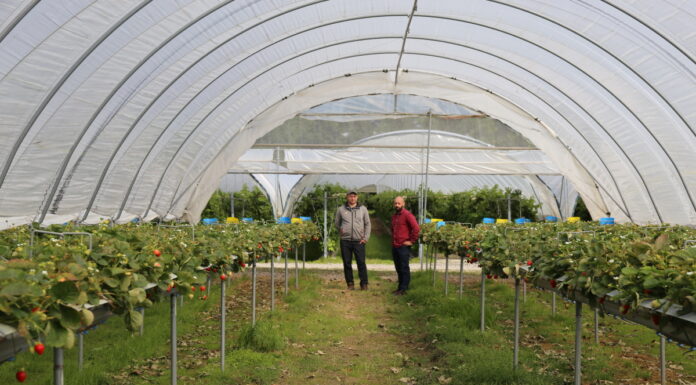 Wspomagają ochronę truskawek przed patogenami