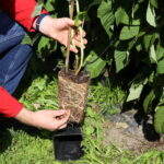 IMG_1596agronom_plants