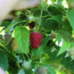 IMG_1602agronom_plants