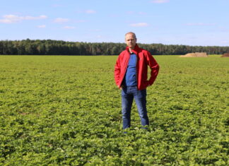Produkcja sadzonek truskawek, a oczekiwania plantatorów