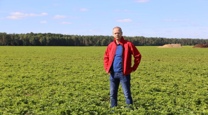 Produkcja sadzonek truskawek, a oczekiwania plantatorów