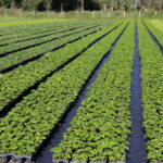 IMG_1648TI_3_Agronom