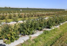 Biostymulacja borówki uszkodzonej przez grad – czy zdała egzamin?