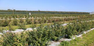 Biostymulacja borówki uszkodzonej przez grad – czy zdała egzamin?